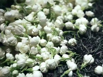 喝茶治口臭嗎，什么茶治口臭好？