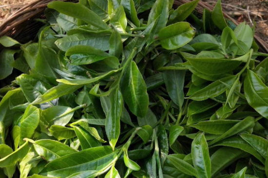 最耐泡的茶葉排名，什么茶葉經(jīng)久耐泡？