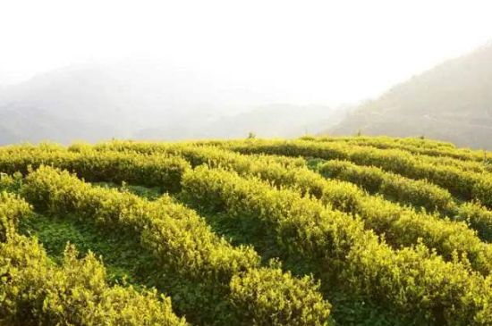 黃金茶的功效及禁忌癥，黃金茶有什么副作用嗎？