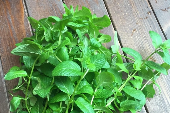 薄荷茶的功效與作用，喝薄荷茶有什么好處？