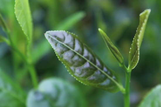 綠茶第一泡要倒掉嗎，為什么綠茶第一泡不喝？