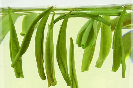 雀舌茶什么人不能喝，雀舌茶的功效與禁忌