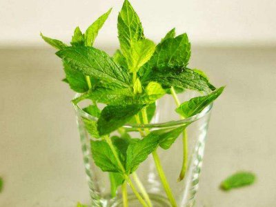 喝茶治口臭嗎，什么茶治口臭好？