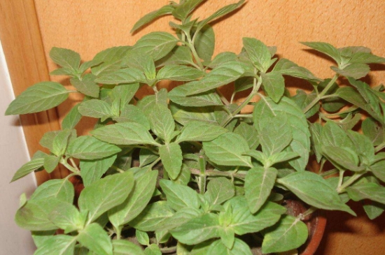 薄荷茶的功效與作用，喝薄荷茶有什么好處？