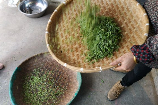 炒青茶為什么便宜，炒青綠茶好喝嗎？