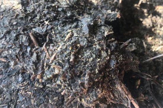 茯茶可以放在冰箱里存放嗎，茯磚茶如何儲存？