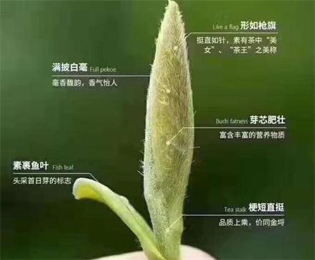 春茶季怎么辨別白毫銀針的好壞，好的白毫銀針如何選購？
