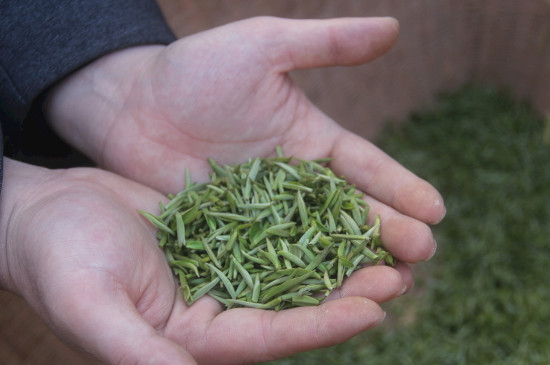 茶葉可以放冰箱嗎，茶需要放冰箱保存嗎