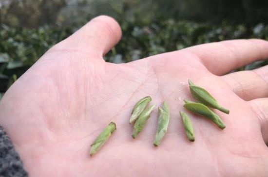 春茶季怎么辨別白毫銀針的好壞，好的白毫銀針如何選購？