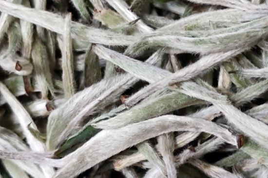 春茶上市白茶的好壞怎么區(qū)分，春白茶怎么分辨好不好？