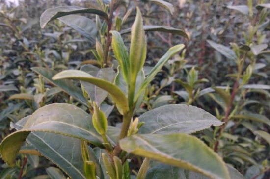 家庭如何保存碧螺春茶葉，蘇州洞庭碧螺春綠茶怎么保存？
