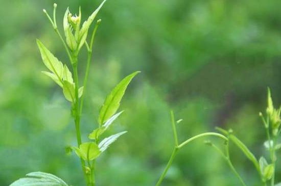 茅巖莓茶別名是什么，莓茶別名叫藤茶嗎？