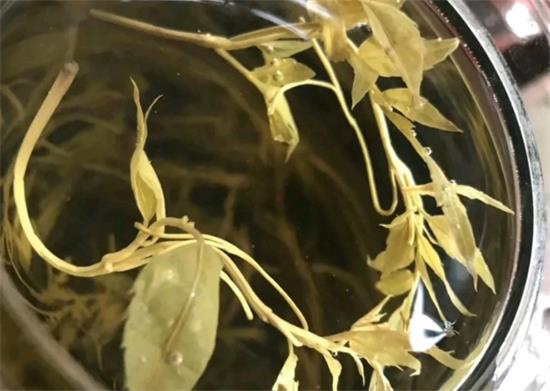 張家界茅巖莓茶與藤茶是同一種茶嗎，藤茶跟莓茶一不一樣？
