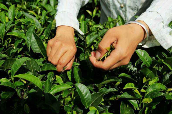 采茶的方法與步驟，如何正確采摘茶葉？