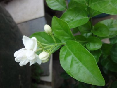 茉莉和什么一起泡最好，茉莉茶有幾種搭配？