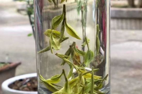 蒸汽煮茶器適合什么茶，蒸汽煮茶器適合用綠茶嗎？