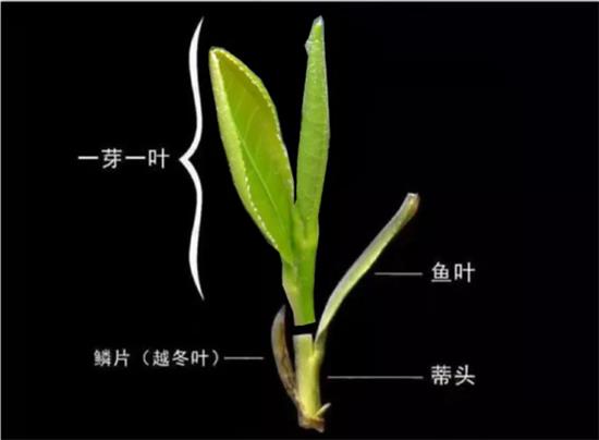 摘茶葉最快的方法，采摘茶葉怎么才能快？