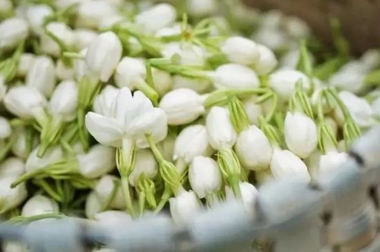 十大排毒養(yǎng)顏花茶，喝什么花茶排毒養(yǎng)顏