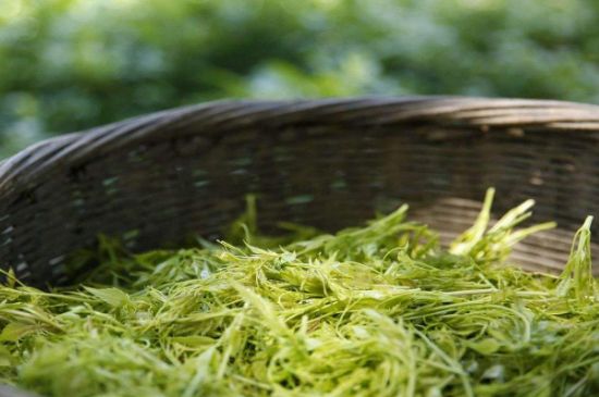 茅巖莓茶加工工藝，莓茶的工藝制作過(guò)程