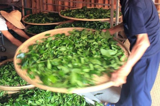 武夷巖茶的初制、精制加工工藝詳細講解