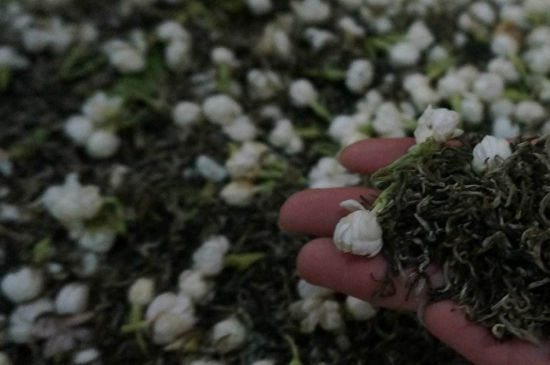 茉莉茶的種類(lèi)和等級(jí)，茉莉花茶的分類(lèi)