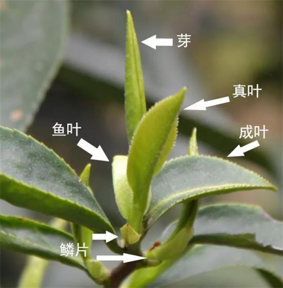 摘茶葉最快的方法，采摘茶葉怎么才能快？
