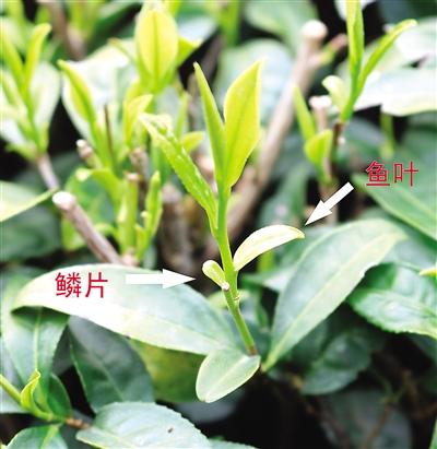 摘茶葉最快的方法，采摘茶葉怎么才能快？