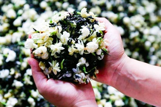 茉莉花和什么在一起喝好，茉莉花喝什么茶搭配？