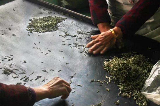 武夷巖茶的初制、精制加工工藝詳細講解