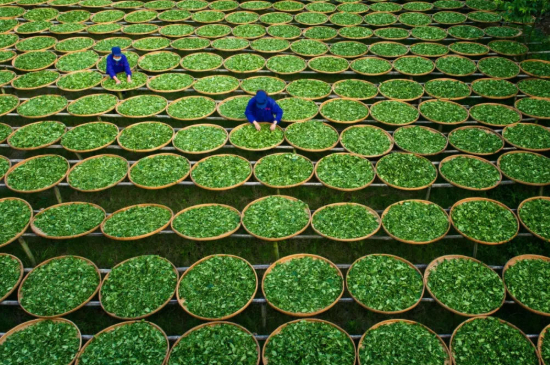 綠茶加工工藝流程圖，綠茶的加工制作包含哪幾個(gè)步驟？