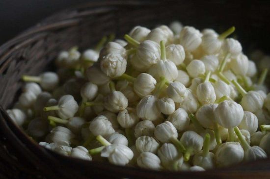 茉莉花茶與什么相克，茉莉花搭配禁忌