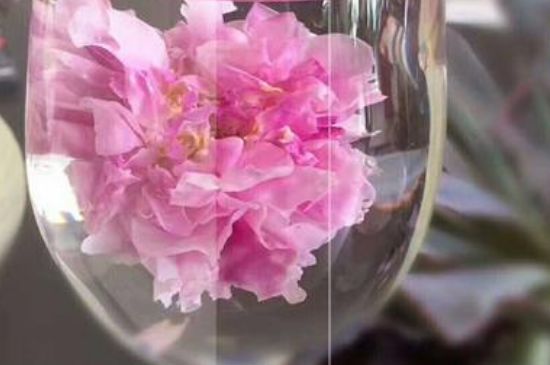 干玫瑰花泡水放幾顆，玫瑰花泡水一次放幾朵？