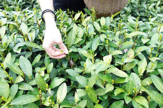 采茶的方法與步驟，如何正確采摘茶葉？