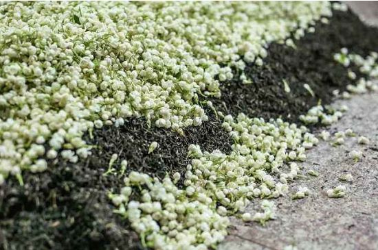 茉莉茶葉的功效與禁忌，什么人不適合喝茉莉花茶？