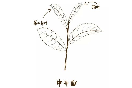 武夷巖茶的初制、精制加工工藝詳細講解
