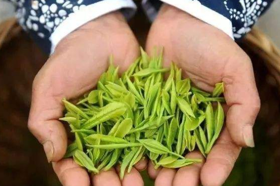 摘茶葉最快的方法，采摘茶葉怎么才能快？