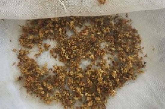 干桂花茶的制作方法，怎樣自制桂花茶？