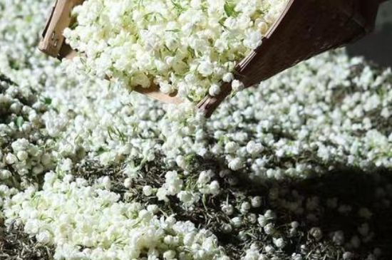 茉莉茶葉的功效與禁忌，什么人不適合喝茉莉花茶？