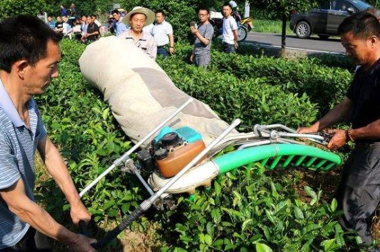 采茶的方法與步驟，如何正確采摘茶葉？