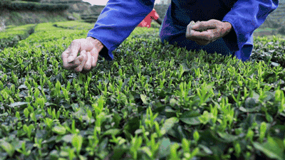 摘茶葉最快的方法，采摘茶葉怎么才能快？