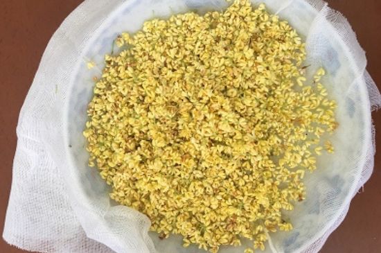 干桂花茶的制作方法，怎樣自制桂花茶？
