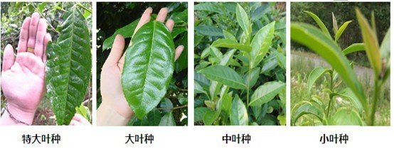 摘茶葉最快的方法，采摘茶葉怎么才能快？