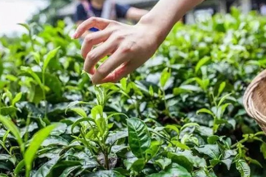 綠茶加工工藝流程圖，綠茶的加工制作包含哪幾個(gè)步驟？