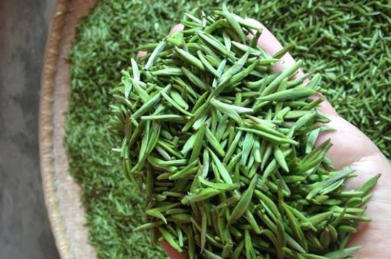 采茶的方法與步驟，如何正確采摘茶葉？
