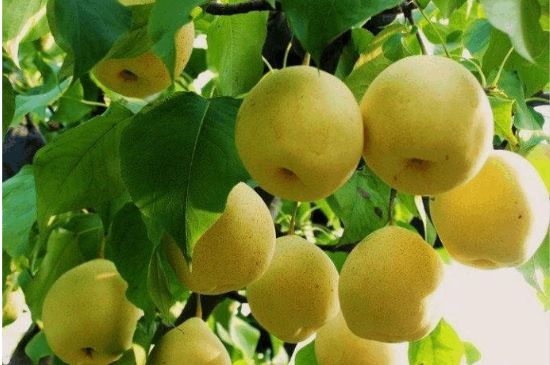 一把真正的本山綠泥壺最低多少錢，什么價格能買到本山綠泥紫砂壺？