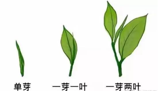 摘茶葉最快的方法，采摘茶葉怎么才能快？