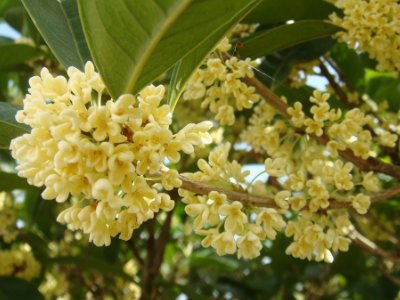 桂花泡茶禁忌，桂花泡水喝的9大禁忌