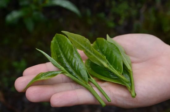 單樅茶什么季節(jié)最好喝，鳳凰單叢茶春茶好還是秋茶好？