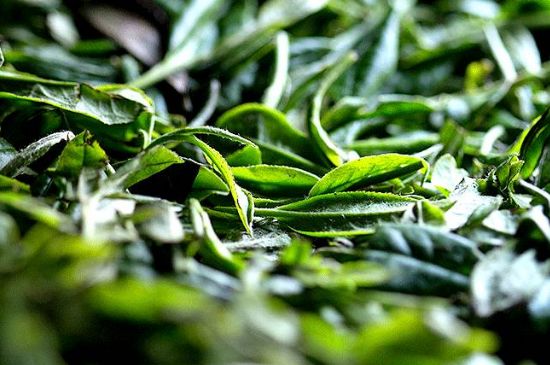 荒野銀針市場(chǎng)價(jià)多少，真正的荒野白毫銀針多少錢？