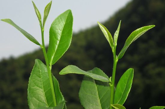 單樅茶什么季節(jié)最好喝，鳳凰單叢茶春茶好還是秋茶好？